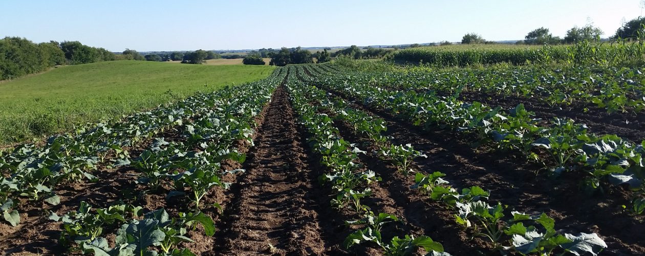 Organic fresh vegetables