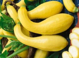 Squash